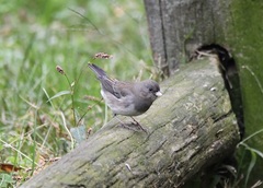 Junco hyemalis