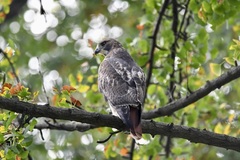 Buteo jamaicensis