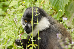 Allochrocebus lhoesti