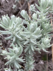 Helichrysum reflexum