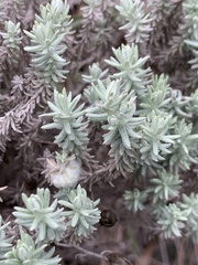 Helichrysum reflexum