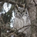 Subarctic Great Horned Owl - Photo (c) Carol Ann Vermeer, some rights reserved (CC BY), uploaded by Carol Ann Vermeer