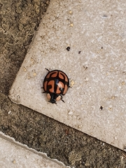 Aiolocaria hexaspilota