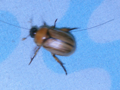 Scarabaeidae