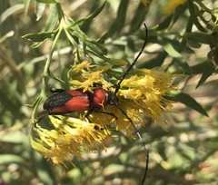 Crossidius coralinus