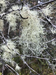 Usnea flavocardia