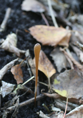 Macrotyphula fistulosa