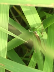 Conocephalus maculatus