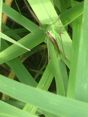 Conocephalus maculatus