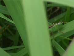 Conocephalus maculatus