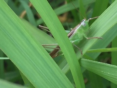 Conocephalus maculatus