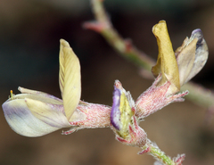 Astragalus inyoensis