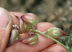 Astragalus inyoensis