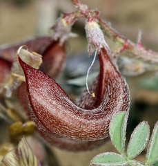 Astragalus inyoensis