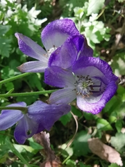 Aconitum carmichaelii
