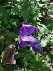 Aconitum carmichaelii