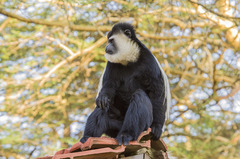 Colobus guereza matschiei