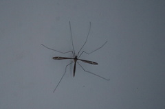 Tipula caloptera
