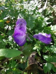 Aconitum carmichaelii