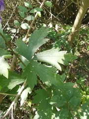 Aconitum carmichaelii