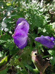 Aconitum carmichaelii