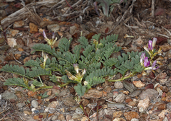 Astragalus iodanthus iodanthus