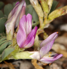 Astragalus iodanthus iodanthus