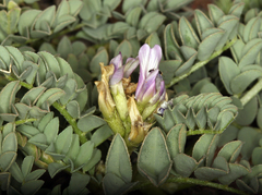 Astragalus iodanthus iodanthus