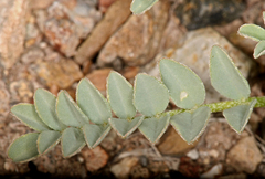 Astragalus iodanthus iodanthus