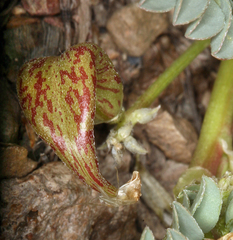 Astragalus iodanthus iodanthus