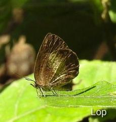 Arhopala perimuta