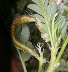 Astragalus iodanthus iodanthus