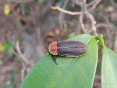 Pyrocoelia praetexta
