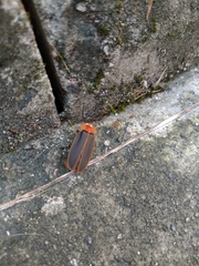 Pyrocoelia praetexta