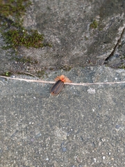 Pyrocoelia praetexta