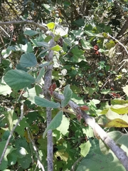 Rhynchosia volubilis