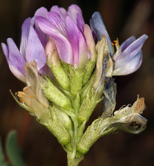 Astragalus iodanthus iodanthus
