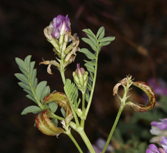 Astragalus iodanthus iodanthus