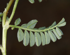 Astragalus iodanthus iodanthus