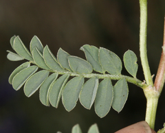 Astragalus iodanthus iodanthus