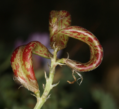Astragalus iodanthus iodanthus