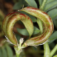 Astragalus iodanthus iodanthus