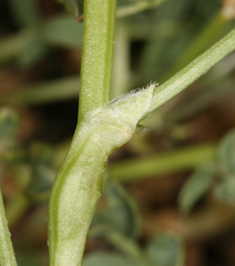 Astragalus iodanthus iodanthus