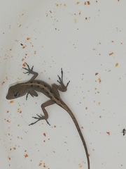 Anolis sagrei
