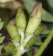 Astragalus iodanthus iodanthus