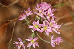 Amerallium