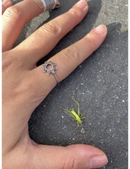 Meconema meridionale