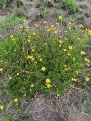 Euryops pedunculatus