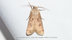 Agrotis segetum