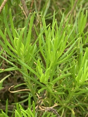 Euryops pedunculatus